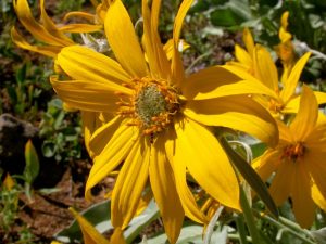 arrowleaf balsamroot