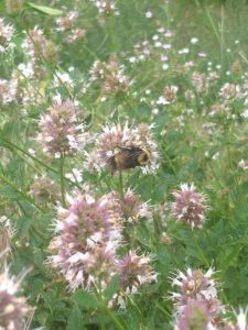 bee on horsemint