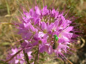 Cleome serrulata