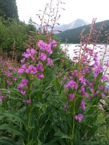 fireweed