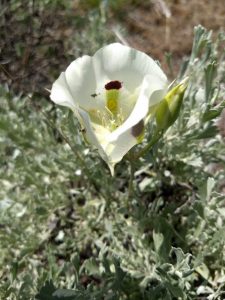 sego lily_sagebrush