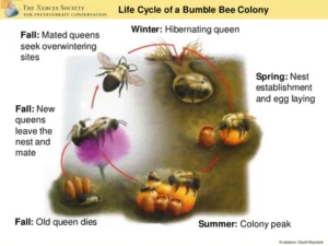 Bumblebee Colony Cycle large