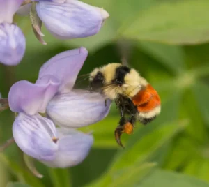 Hunt's Bumblebee