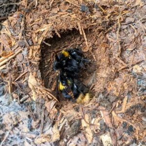 Hibernating bumblebee queen buff tailed 768x768