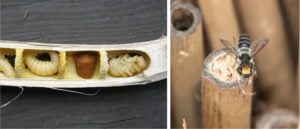 Nesting cavity